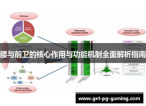 腰与前卫的核心作用与功能机制全面解析指南